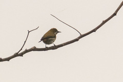 Dicaeum chrysorrheum