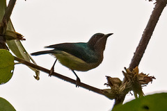 Chalcoparia singalensis