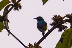 Chalcoparia singalensis