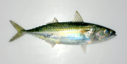 Island Mackerel