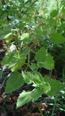 Solanum tweedianum