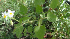 Solanum tweedianum