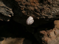 Cathaica richthofeni