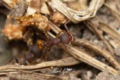 Pheidole variabilis ocyma