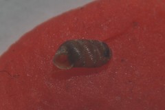 Truncatellina callicratis