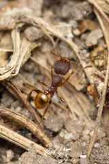 Pheidole variabilis ocyma