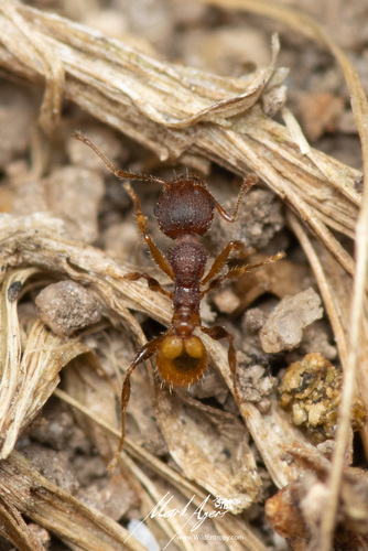 Pheidole variabilis ocymaPheidole variabilis ocyma