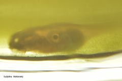 Polypedates megacephalus