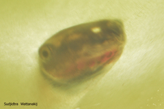 Polypedates megacephalus