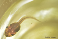 Polypedates megacephalus