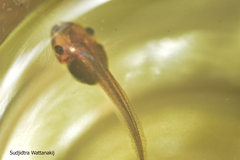 Polypedates megacephalus