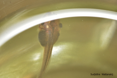 Polypedates megacephalus