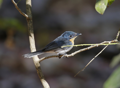 Myiagra ruficollis
