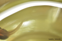 Polypedates megacephalus