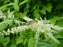 Tenthredo finschi