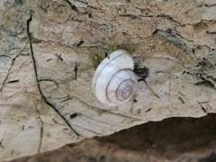 Cathaica richthofeni