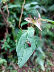 Eocanthecona formosa