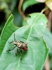 Eocanthecona formosa