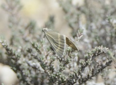 Lithostege castiliaria
