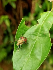 Eocanthecona formosa