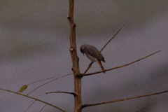 Phoenicurus auroreus