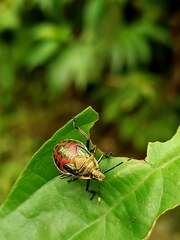 Eocanthecona formosa