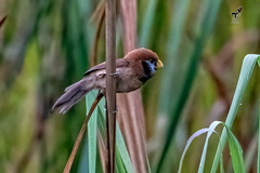 Paradoxornis flavirostris