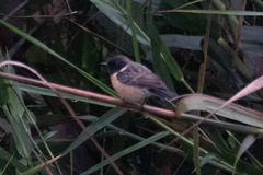Saxicola maurus