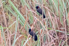 Pterorhinus ruficollis