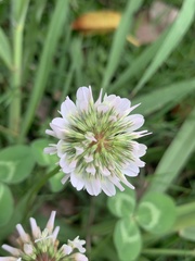 Trifolium repens
