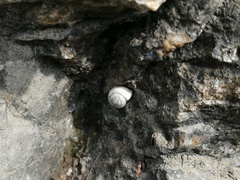 Cathaica richthofeni