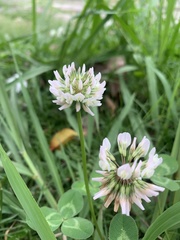 Trifolium repens