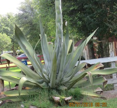 Agave mapisaga