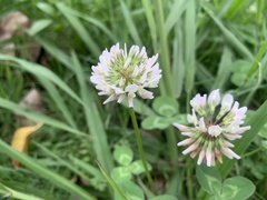 Trifolium repens