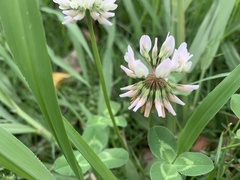Trifolium repens