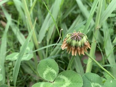 Trifolium repens