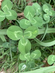 Trifolium repens