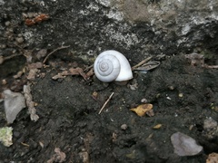 Cathaica richthofeni