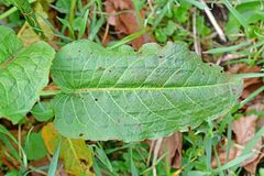 Rumex obtusifolius