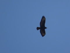Buteo buteo