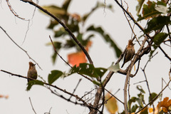 Yuhina bakeri
