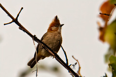 Yuhina bakeri