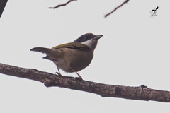 Pteruthius rufiventer