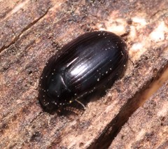 Platydema violacea