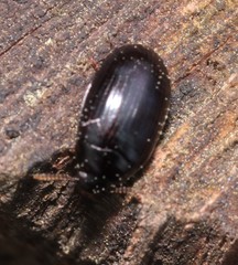 Platydema violacea