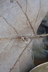 Rilaena triangularis