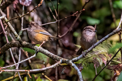 Fulvetta manipurensis