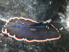 Callioplana marginata