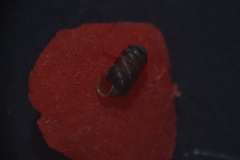 Truncatellina callicratis