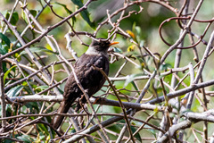 Turdus albocinctus